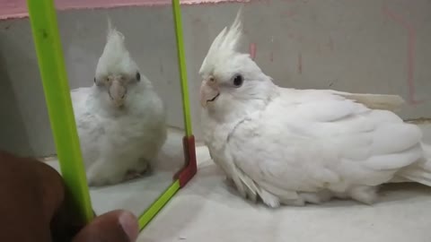 Cockatiel playing with mirror | Cockatiel | Birds Gallery