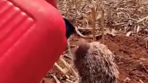 A MAN SAVED A HEDGEON DYING OF THIRST