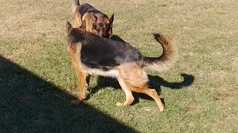 German Shepherds play fighting