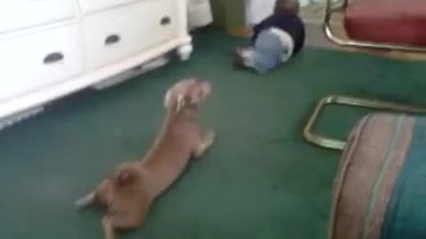 Dog Sees The Baby Crawling And Reacts To It In a Funny Way!