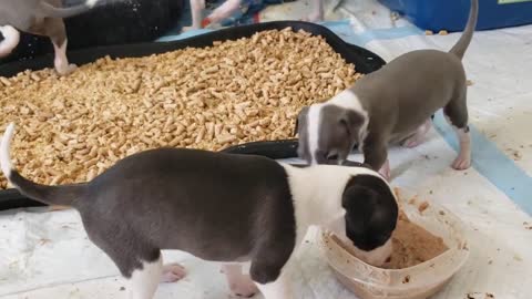 Four week old Italian Greyhound puppies playing