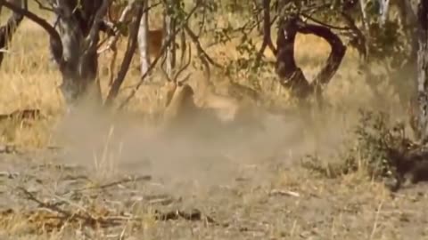 Amazing Baboon Save Impala / Leopard Hunting Fail.mp4