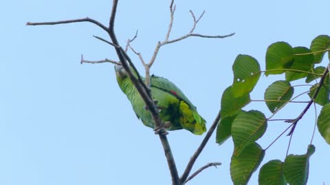 Parrot Talking - Smart And Funny Parrots. animales