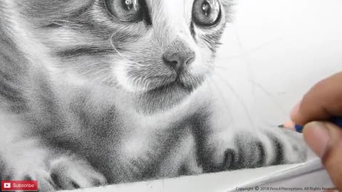 How to draw a cat ,Realistic cat