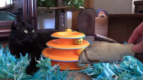 Cat Celebrates Birthday With A Palette Of Amusing Toys