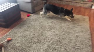 German Shepherd Dog Gets the Zoomies