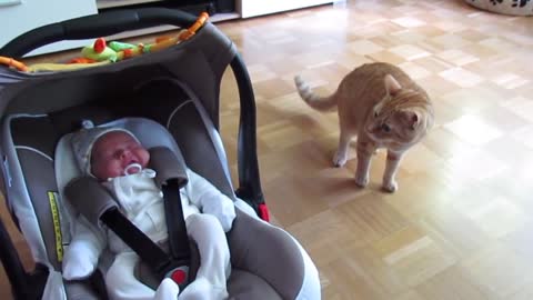 cats reaction to owers babies !