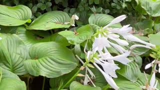 Very long white flowers