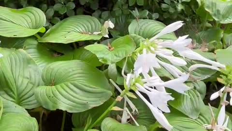 Very long white flowers