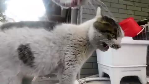 Funny cats fight