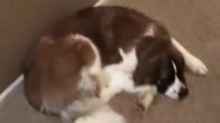 Sleepy Bear the Saint Bernard