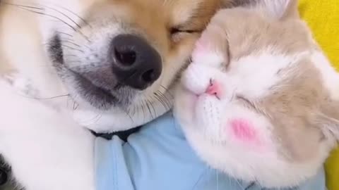 Cute love❤ cat🐈 and dog 🐕