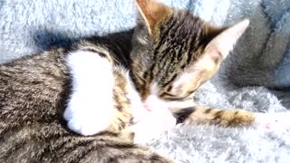 Small Cat Is Grooming Himself