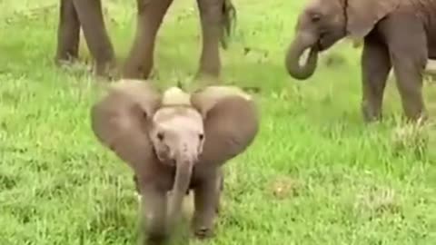 The baby elephant is so cute, so much love.