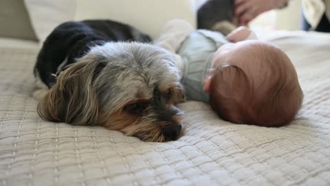 Precious playtime between baby and dog