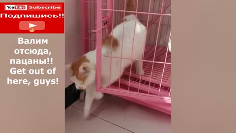 Get out of here, guys! Escape the cats from prison !!