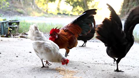 gallo gallina franscesini