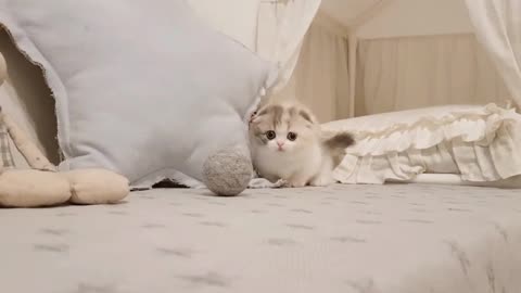 Cute Kitten