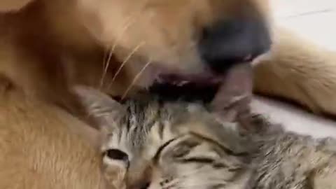 Dog & Cat Love Story USA 2021