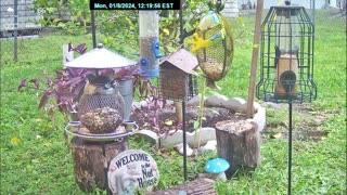 Florida Bird Feeder SWFL Live Camera HD