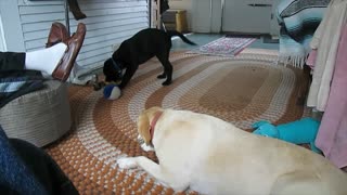 Playful Lab Puppy