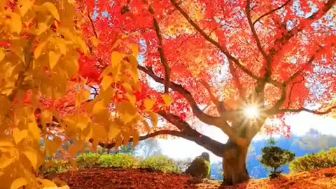 A selection of beautiful fall videos