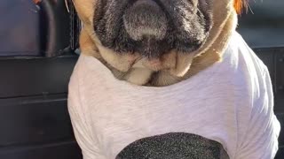Frenchie does his best Ed sheeran impersonation