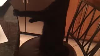 Black cat standing still on chair