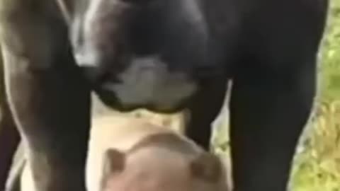 Pit bull dog lover