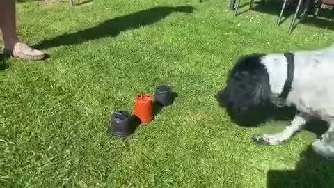 Dog outsmarts human with magic trick