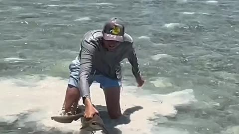Would you do that !? Guy is catching sharks with his bare hands
