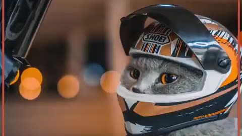 biker pussy,