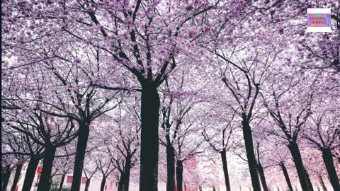 RELAXING CHERRY BLOSSOMS VIEW /RELAXING MUSIC