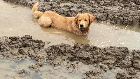 Jimmy the Golden Demonstrates His Love For Mud Puddles