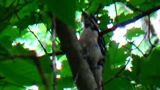 Woodpecker