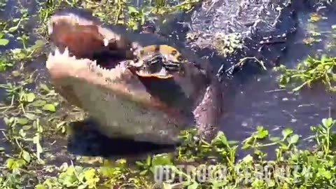 An Alligator and its Crunchy Turtle Breakfast 🐊🍽️😨👀