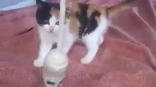 Too cute! Kitten shows off her boxing skills!