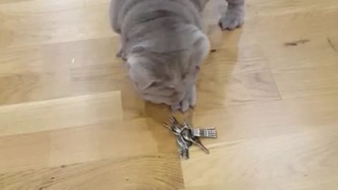 Sharpei Pup Playing With Keys