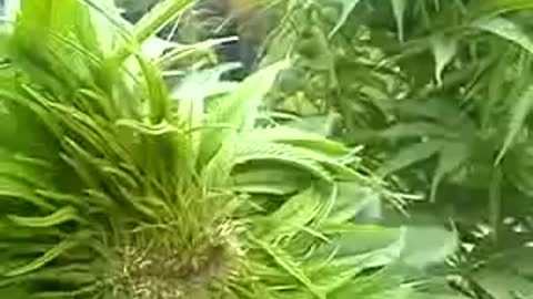 Rave and Cannabis psycodelic world marijuana cup weeds farm