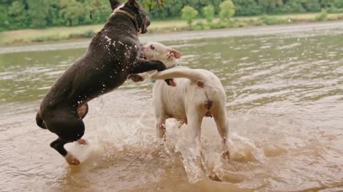 The reality of dogs' intelligence, behavior, biology and skills.