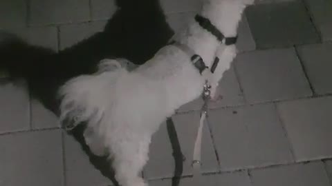 Excited Bichon Frise, enjoying a walk with her owner.