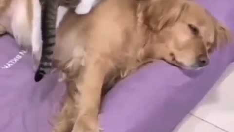 dog does not give peace to the cat
