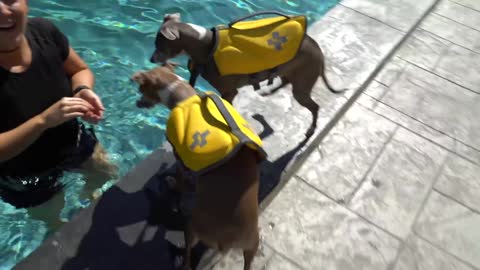 Teaching Her Dogs How to Swim