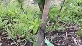 Permaculture Orchard 1
