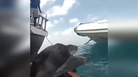 turtle rescue