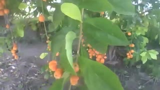A gabiroba tree full of ripe fruits, they look like mini oranges! [Nature & Animals]