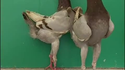 chicken pigeon hybrid