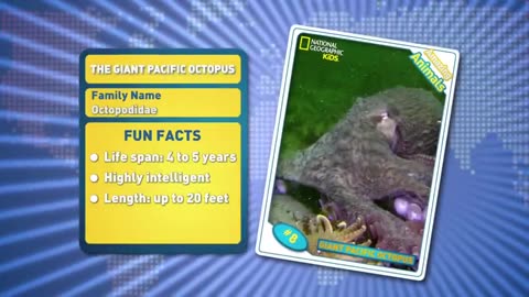 Giant Pacific Octopus - Amazing Animals