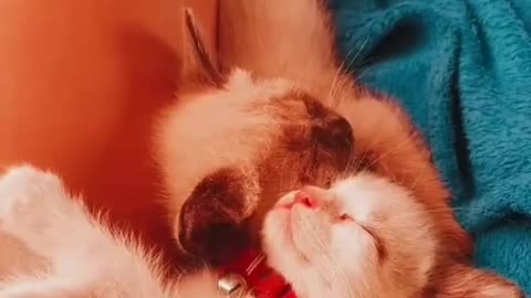 Kittens sleeping 2