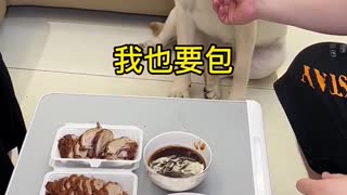This dog is really very particular about eating roast duck